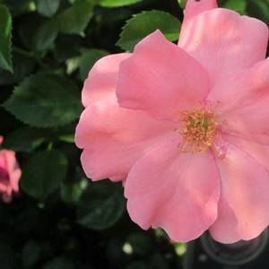 Meet your Posher, Ana